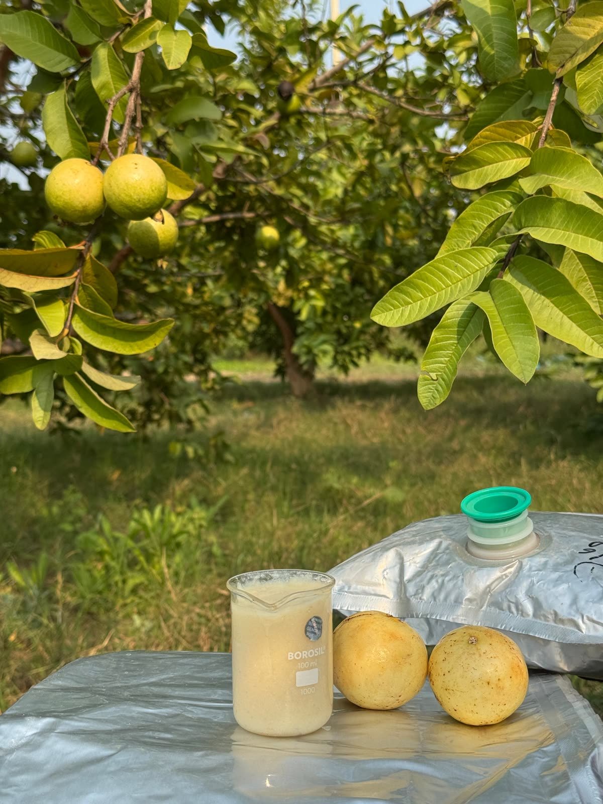 Guava Pulp
